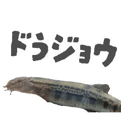 MAKOTO_20251101082153