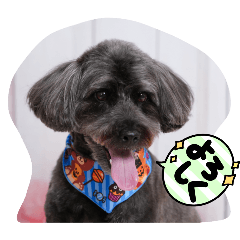 Pochi_20251101085122