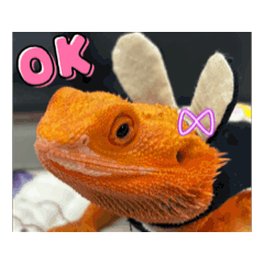 小辛巴和橘橘 呱！