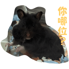 鼠鼠小黑的日常生活