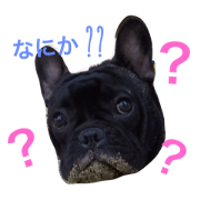 hachi.mofu.tora