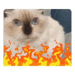 白龍貓貓公主的日常