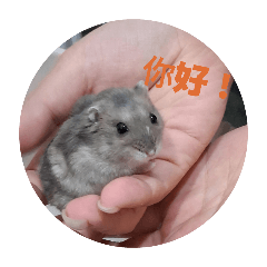 你好鼠鼠 2