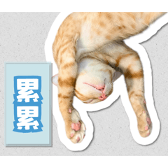 錢錢多多喵第二彈