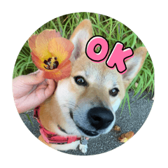 Ichikawaiisutanpu