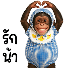 เจ้าลิงชิมแปนซีชุดหวานแหวว