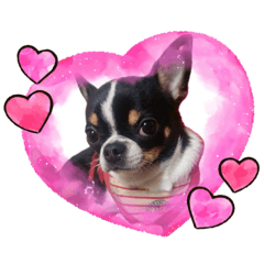 吉娃娃LULU 露露