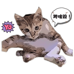 小貓橘子3 博美77