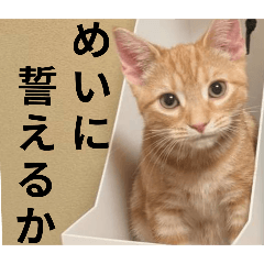 meimei_20251101213934