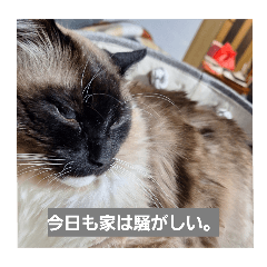 nanami_20251101210119