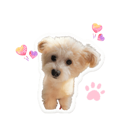 ポメプーふくの日常2