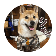 Ichikawaiisutanpu2