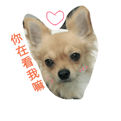 buddy cute
