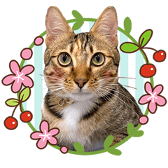 Brown Sugar's Happy Moments