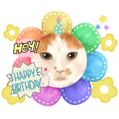 胖胖回信，還有喵日子。