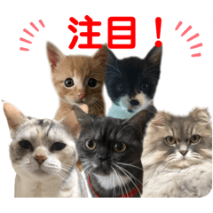 watakushi_20251101165120