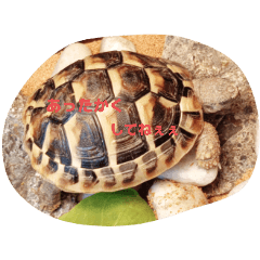 ai.ruru_20251102101547