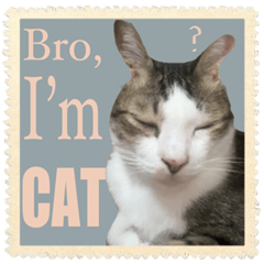 the stubborn CAT v.2