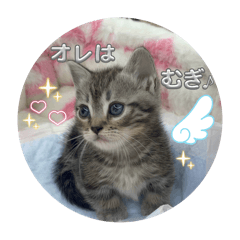 ringo_20251102145410