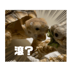 ？艱難活下來的烏龜