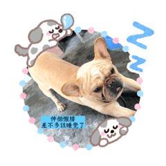 鬥鬥家庭日常！