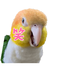 Daiya_20251102232519