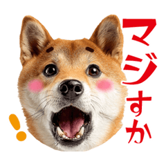 Shiba Inu with eyebrows