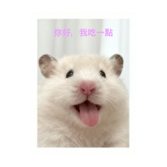 小肥豬鼠的快樂天堂