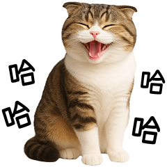 Scottish fold very cute [TW]