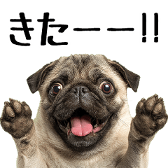 飛び出す!パグ