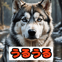 Expressive Dog Stickers08