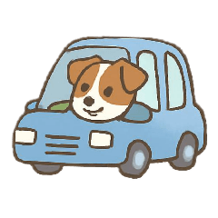 Jack russell terrier's everyday life