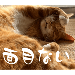 Nekos_sama_complication2