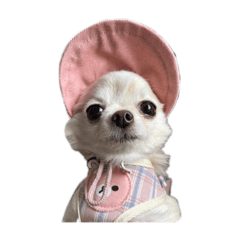 poncoco_20251101230632