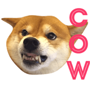 Shiba Love daily
