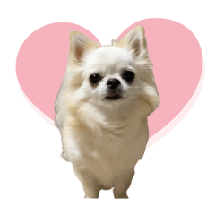 ロコのきもち④