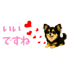 Fluffy Chihuahua Daily Greetings