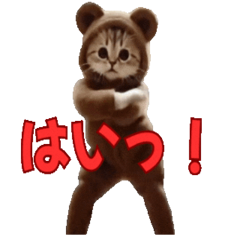 Dancing Fluffy Cute Kitten