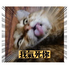 至尊寶の不實用貼圖