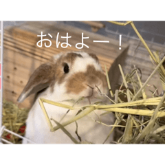 kurogoma_20251103124244