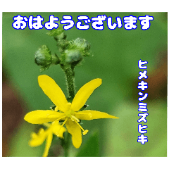 秋の山野草で おはようございますの ご挨拶