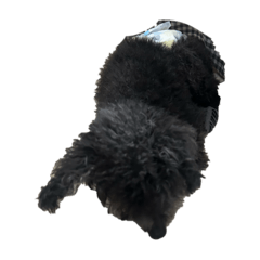 ka_coco