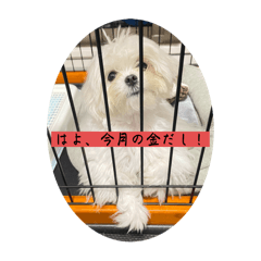 chapi_20251103154816