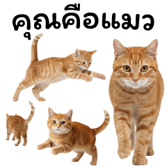 สไตล์แมวเช่นคุณ