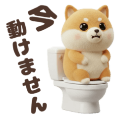 Japanese Shiba Daily Life