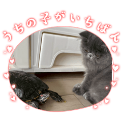 charm_20251103204117