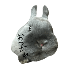 RANMARU-rabbit.