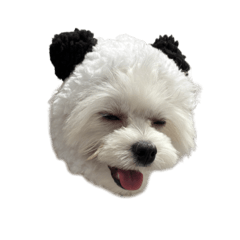 maple_20251103222311