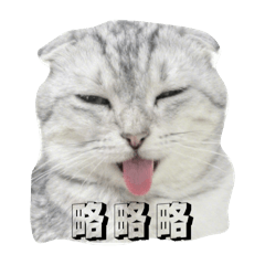 大頭仔駕到