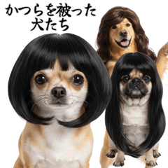かつらを被った犬たち